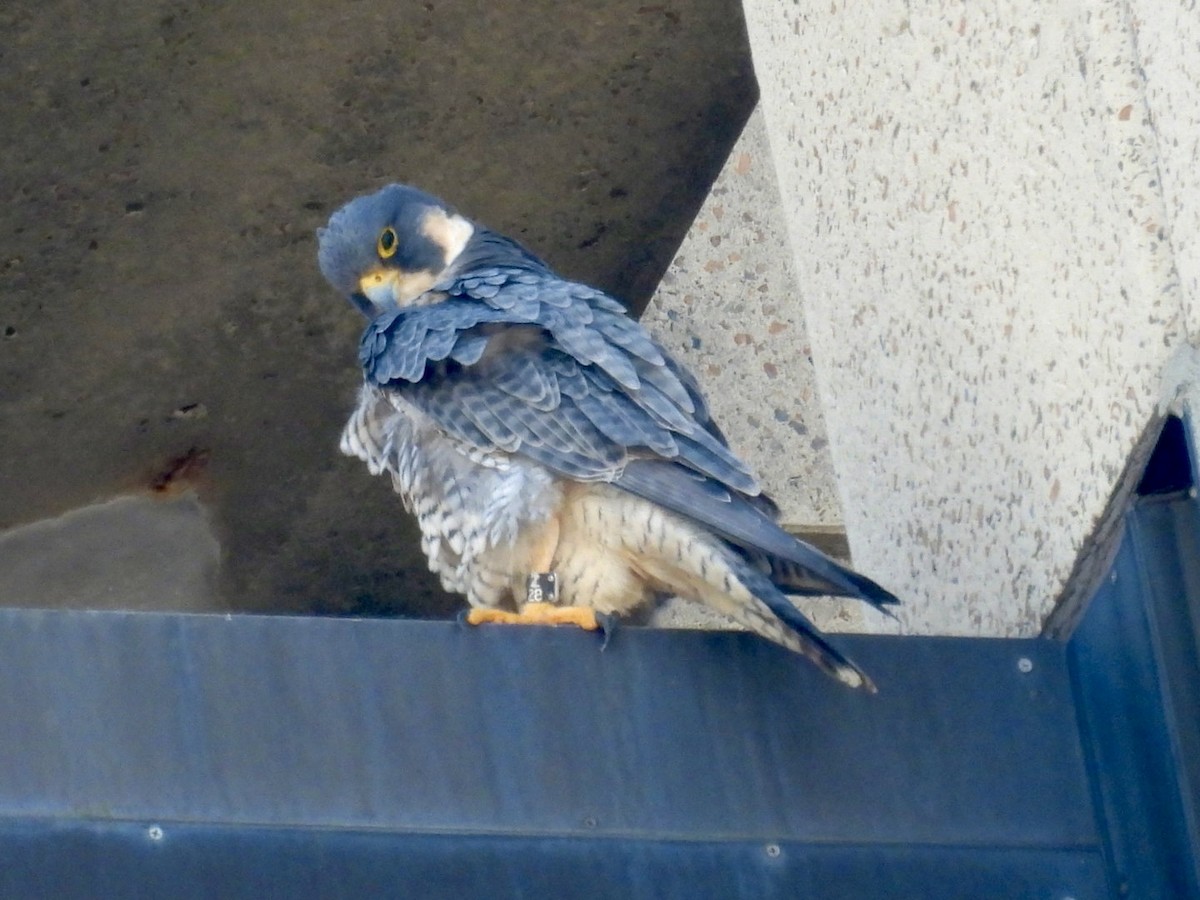 Peregrine Falcon - ML615639182