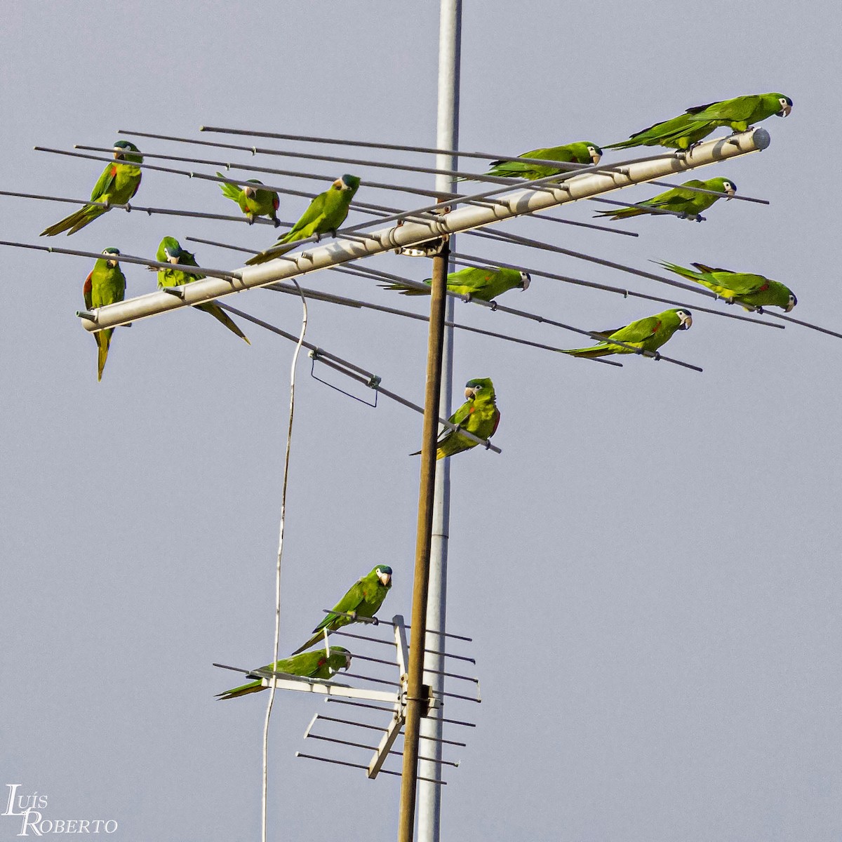 Red-shouldered Macaw - ML615639192