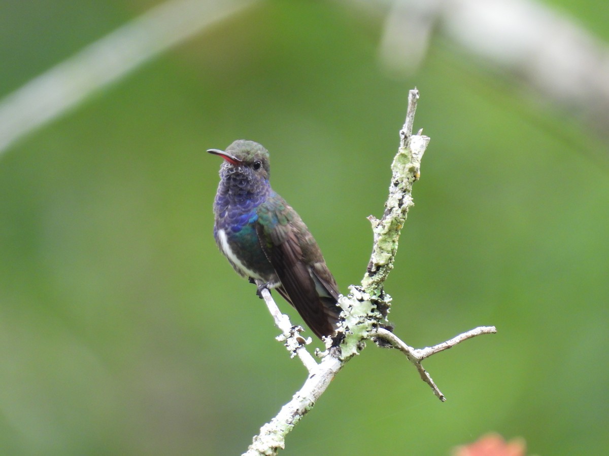 kolibřík safírový - ML615639221