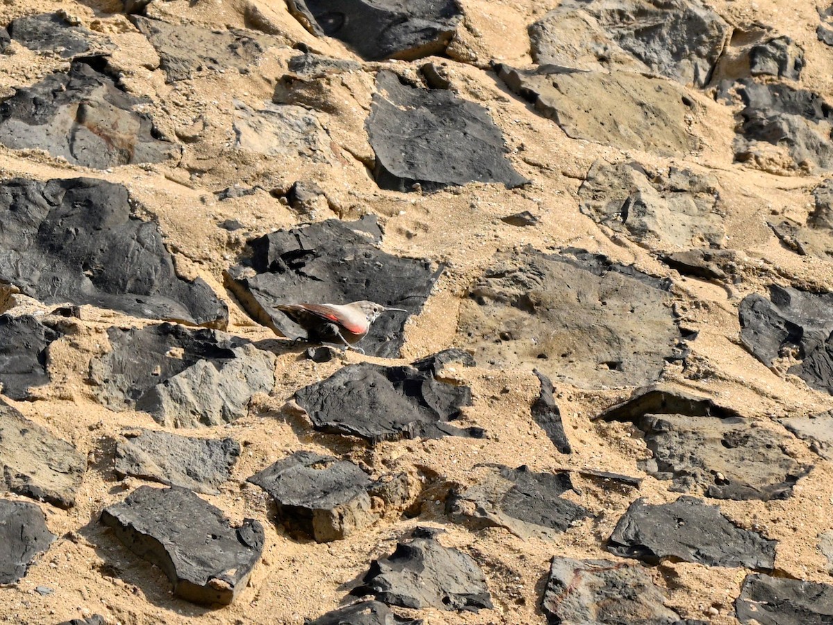 Wallcreeper - ML615639258