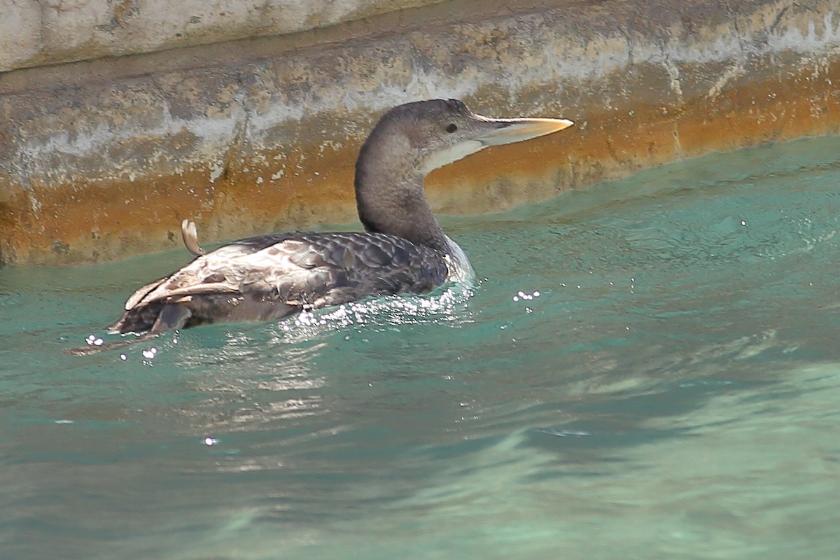 Yellow-billed Loon - ML615639274