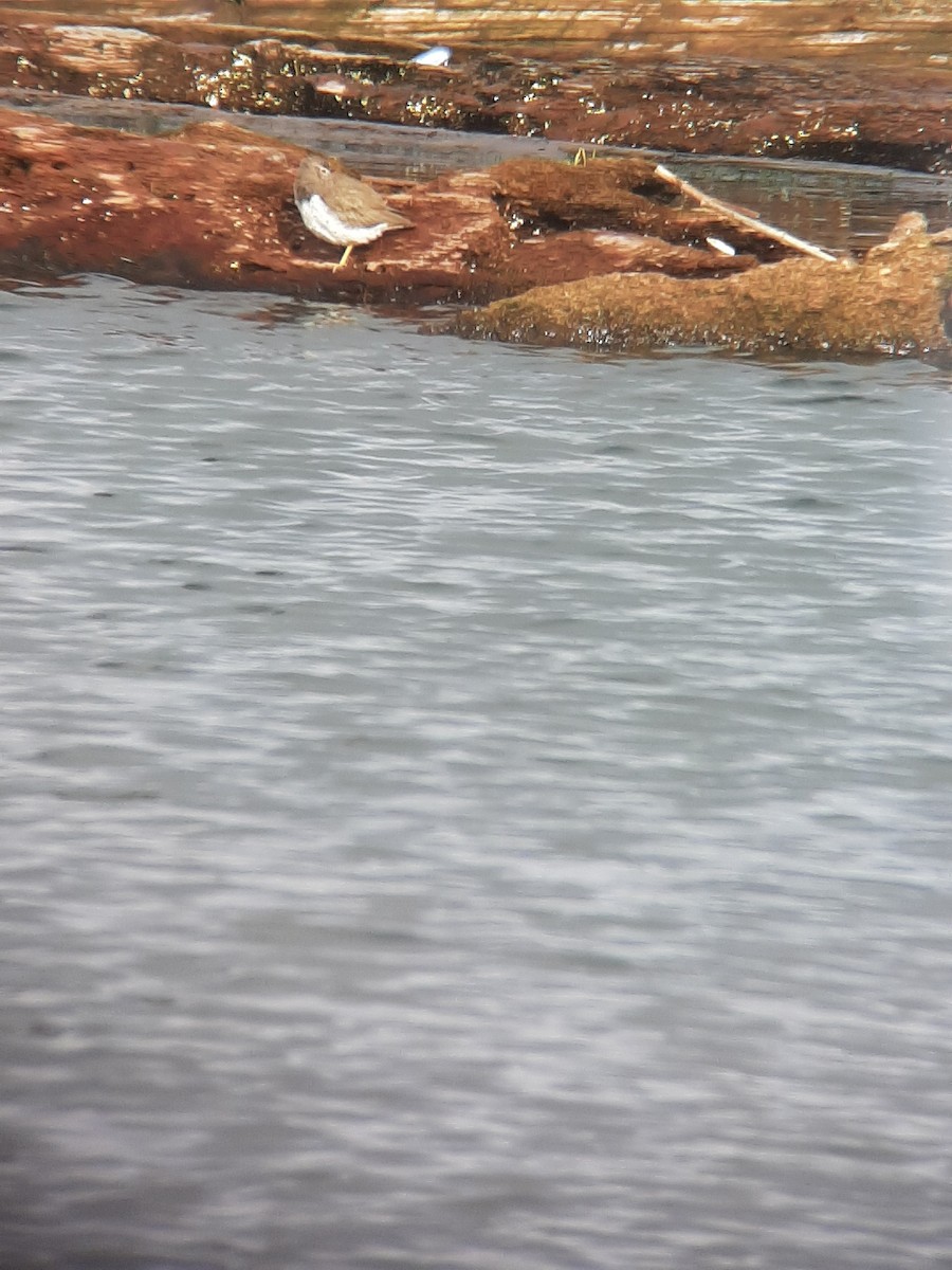 Spotted Sandpiper - ML615639281