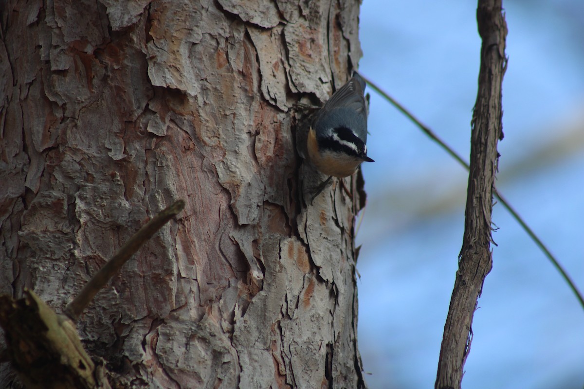 Red-breasted Nuthatch - ML615639283