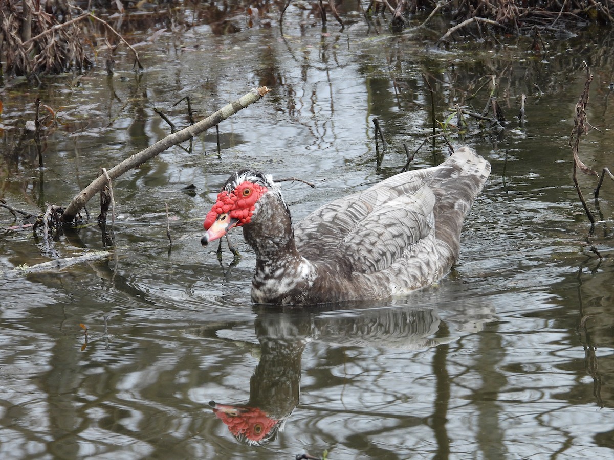 Muscovy Duck (Domestic type) - ML615639338