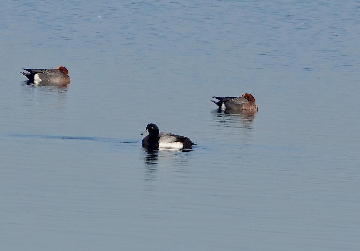 Greater Scaup - ML615639348