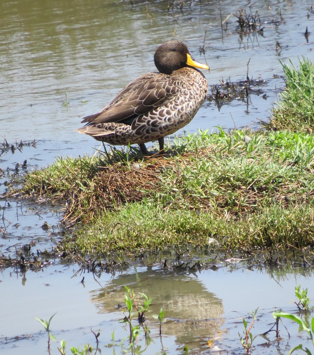 Canard à bec jaune - ML615639404