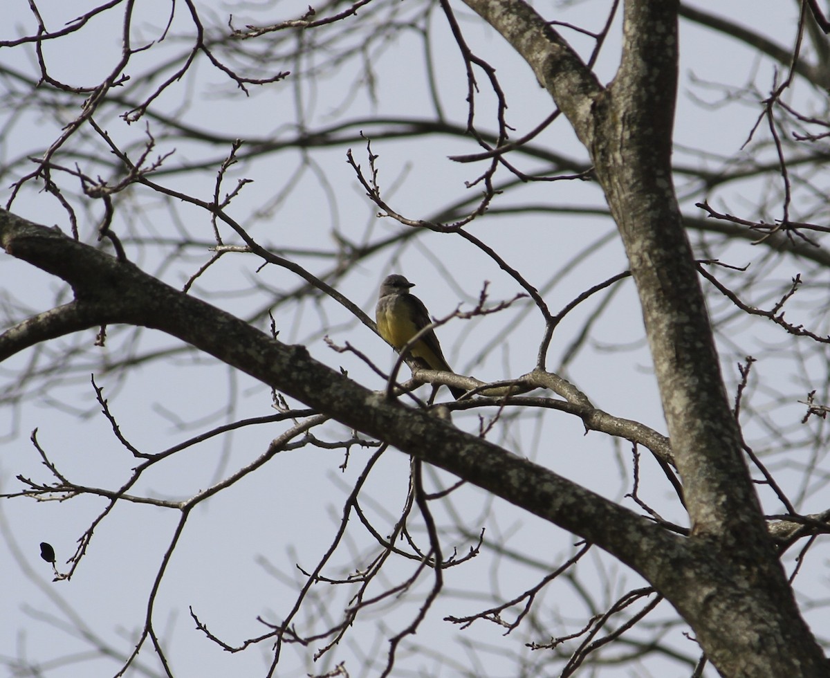 Western Kingbird - ML615639421