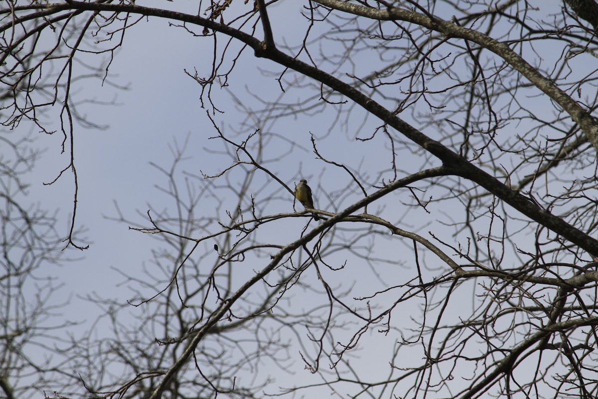 Western Kingbird - ML615639493