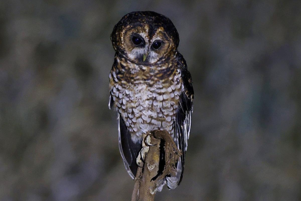 Rufous-banded Owl - Marcin Sidelnik