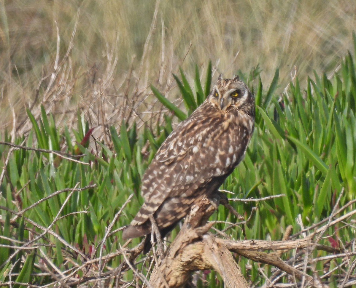 Short-eared Owl (Northern) - Ken Burton