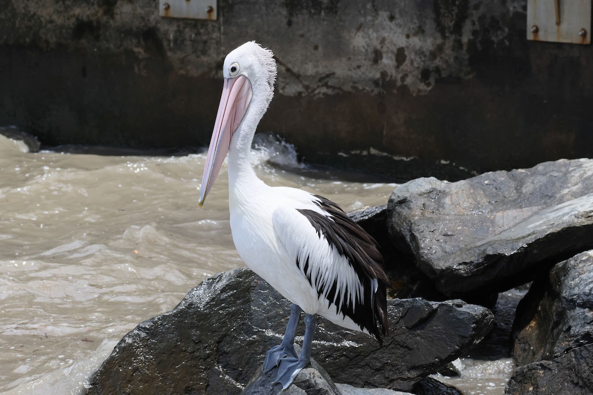 pelikán australský - ML615639563