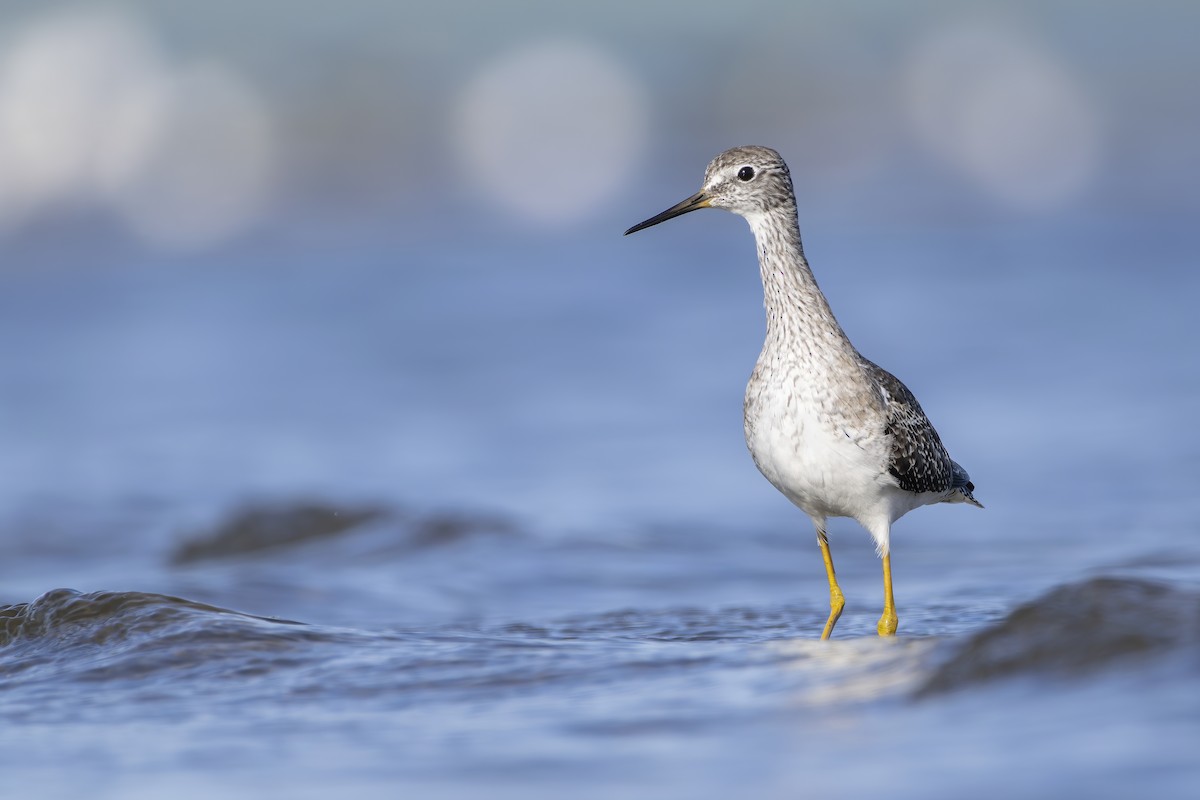 Lesser Yellowlegs - Francisco Castro Carmona