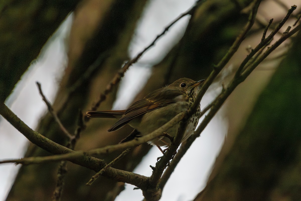 Hermit Thrush - ML615639677