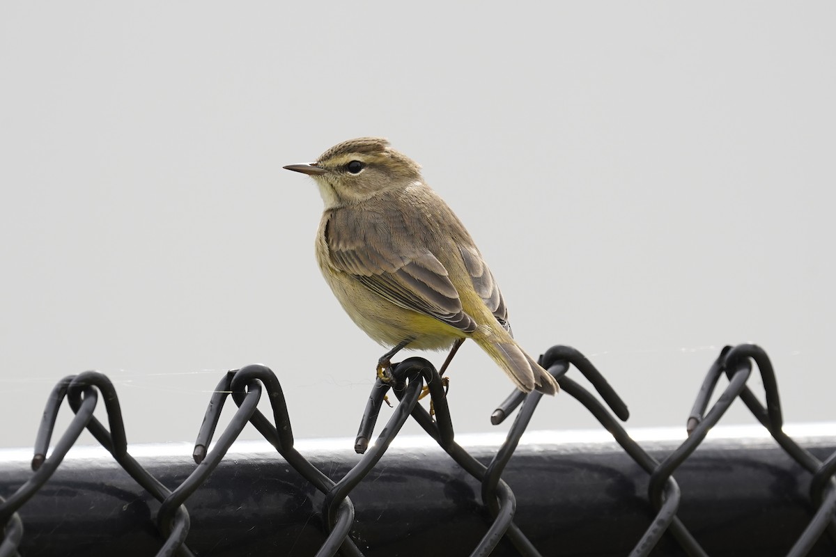 Palm Warbler - ML615639718