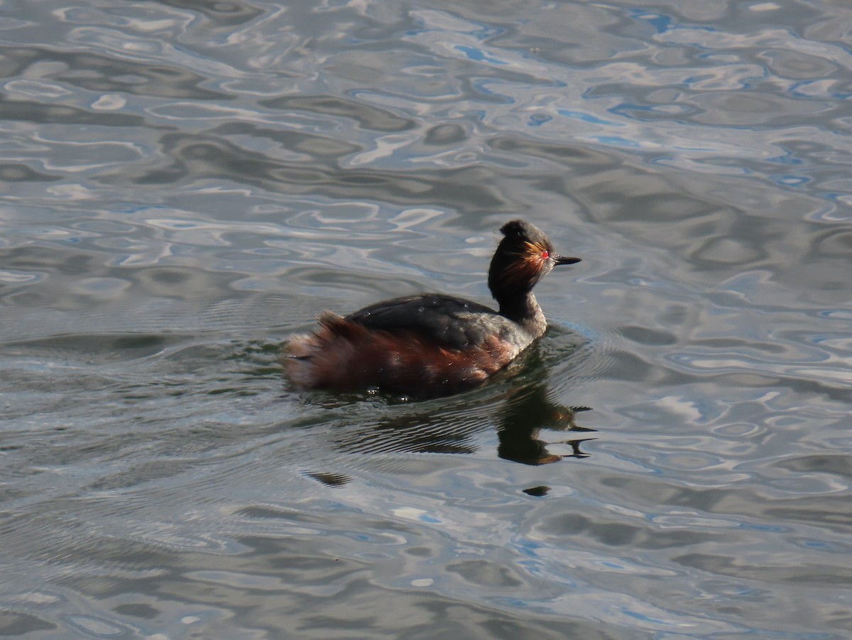 Eared Grebe - Stephen Younger