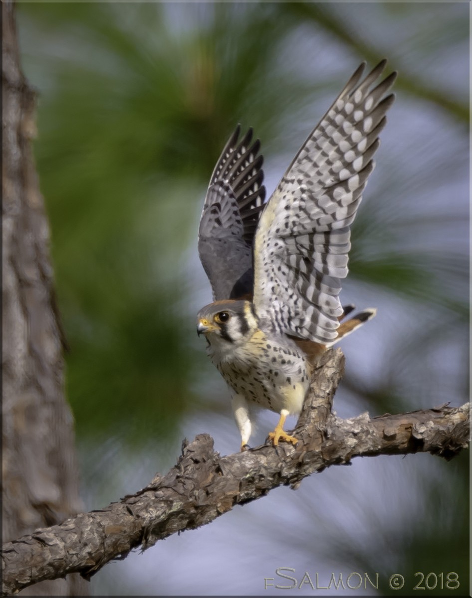 American Kestrel - ML615639771