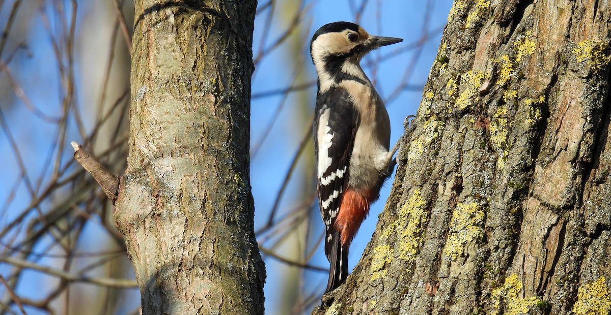 Syrian Woodpecker - ML615639781