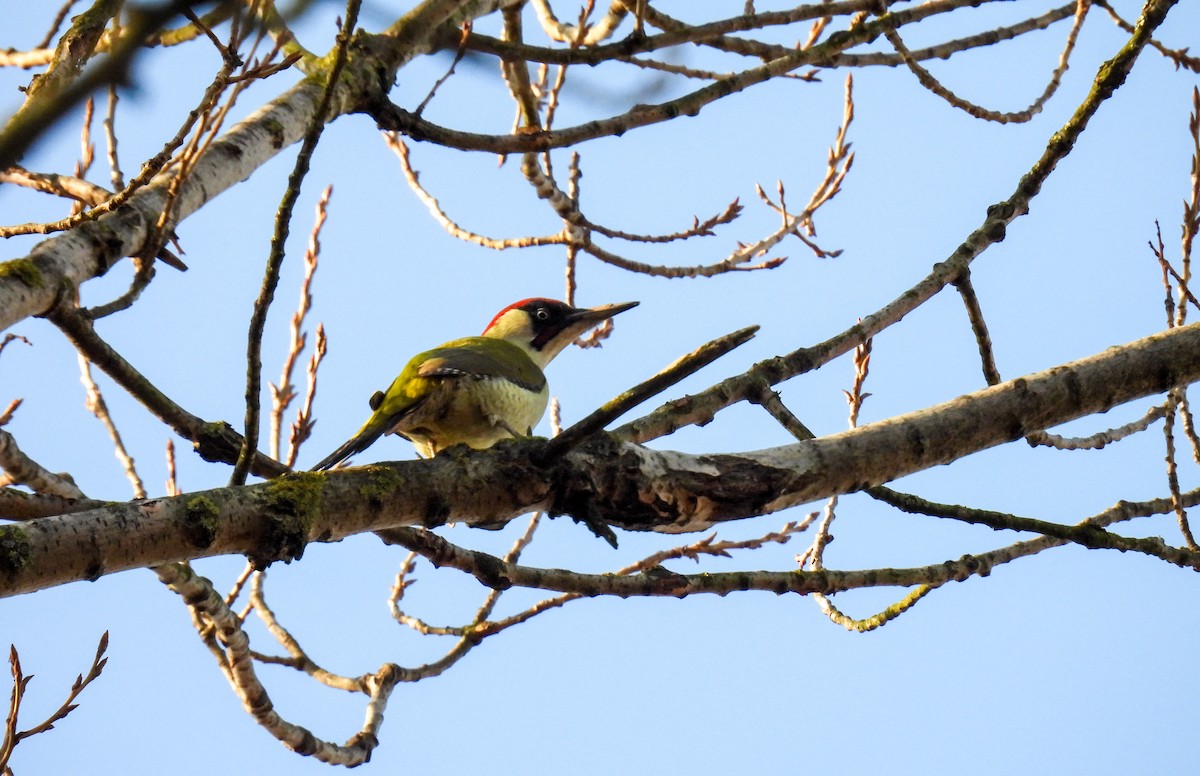 Eurasian Green Woodpecker - ML615639816