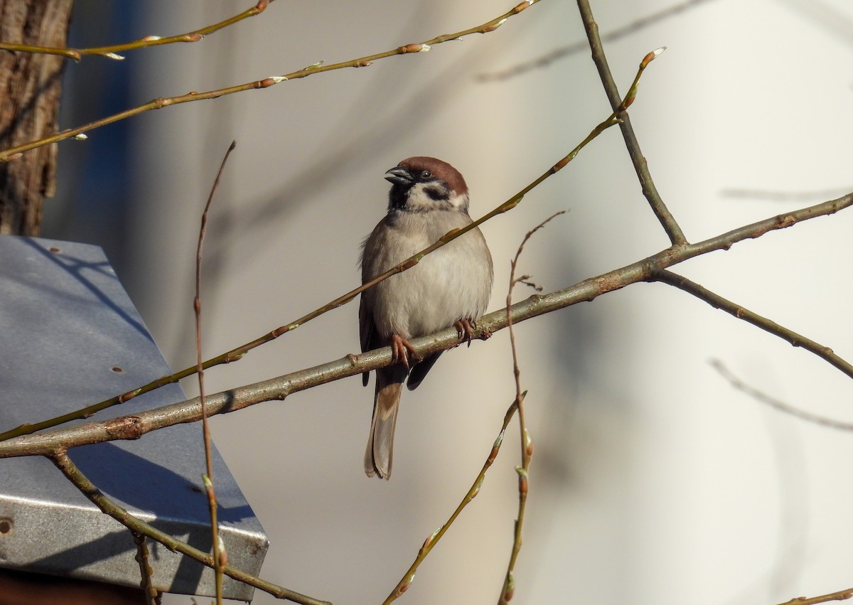 Eurasian Tree Sparrow - ML615639829