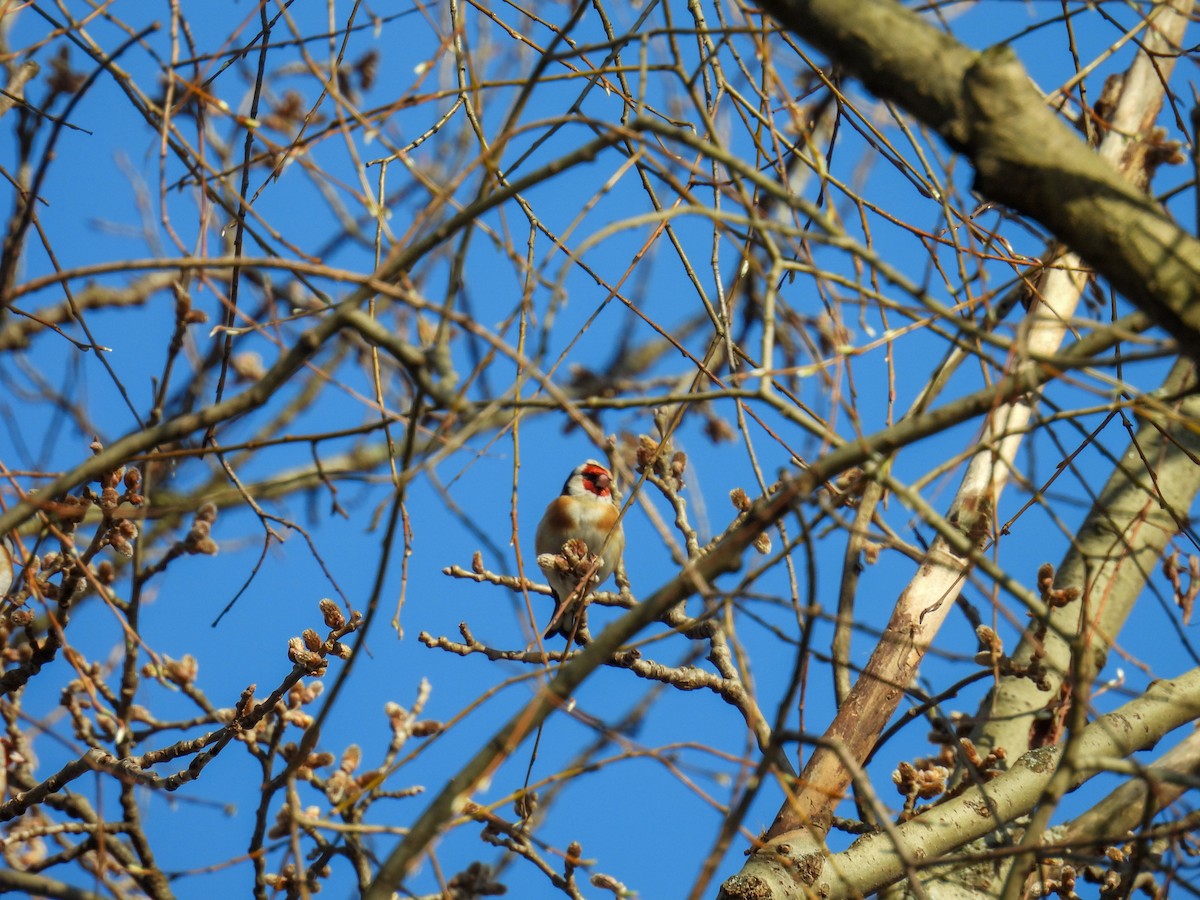 European Goldfinch - ML615639888