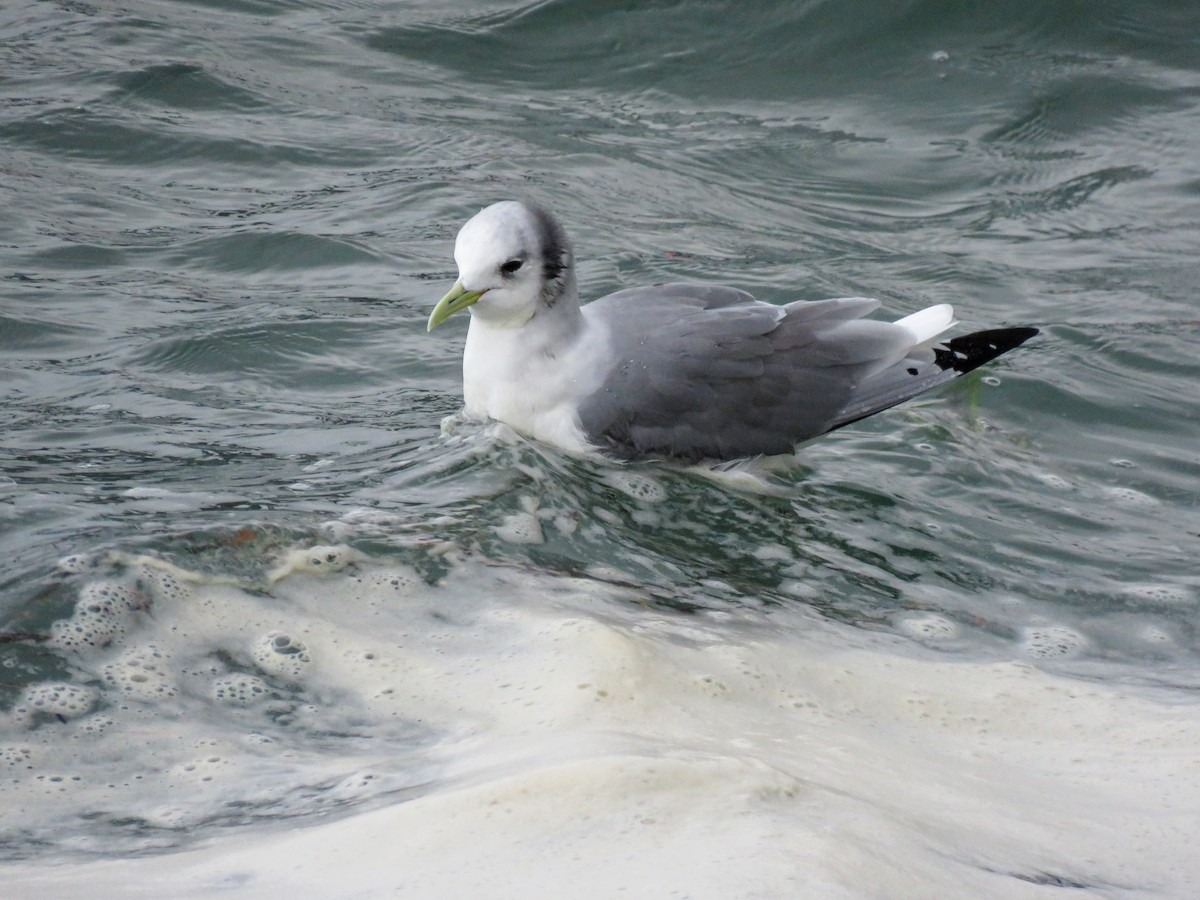 Black-legged Kittiwake - ML615639900