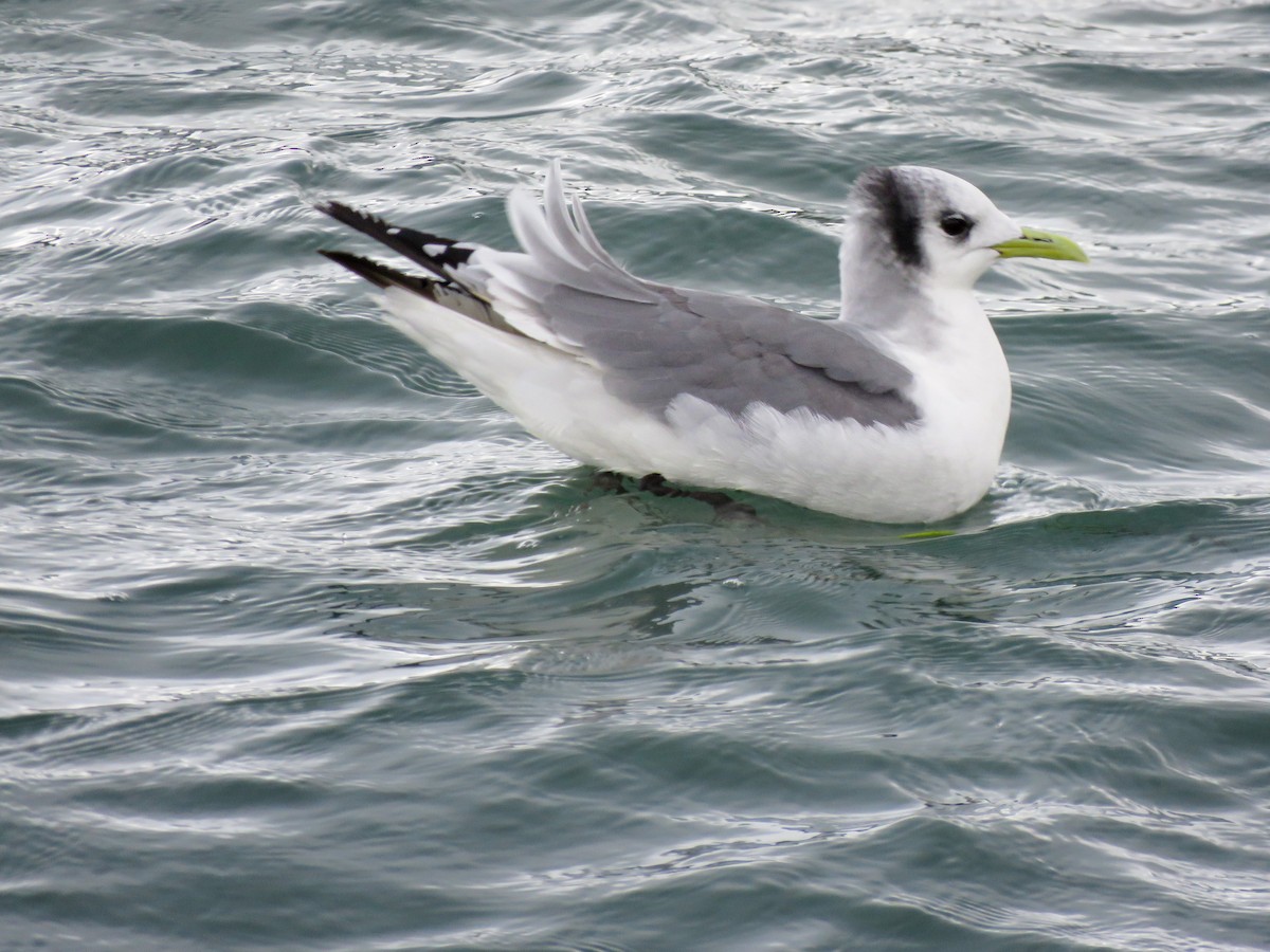 Black-legged Kittiwake - ML615639901