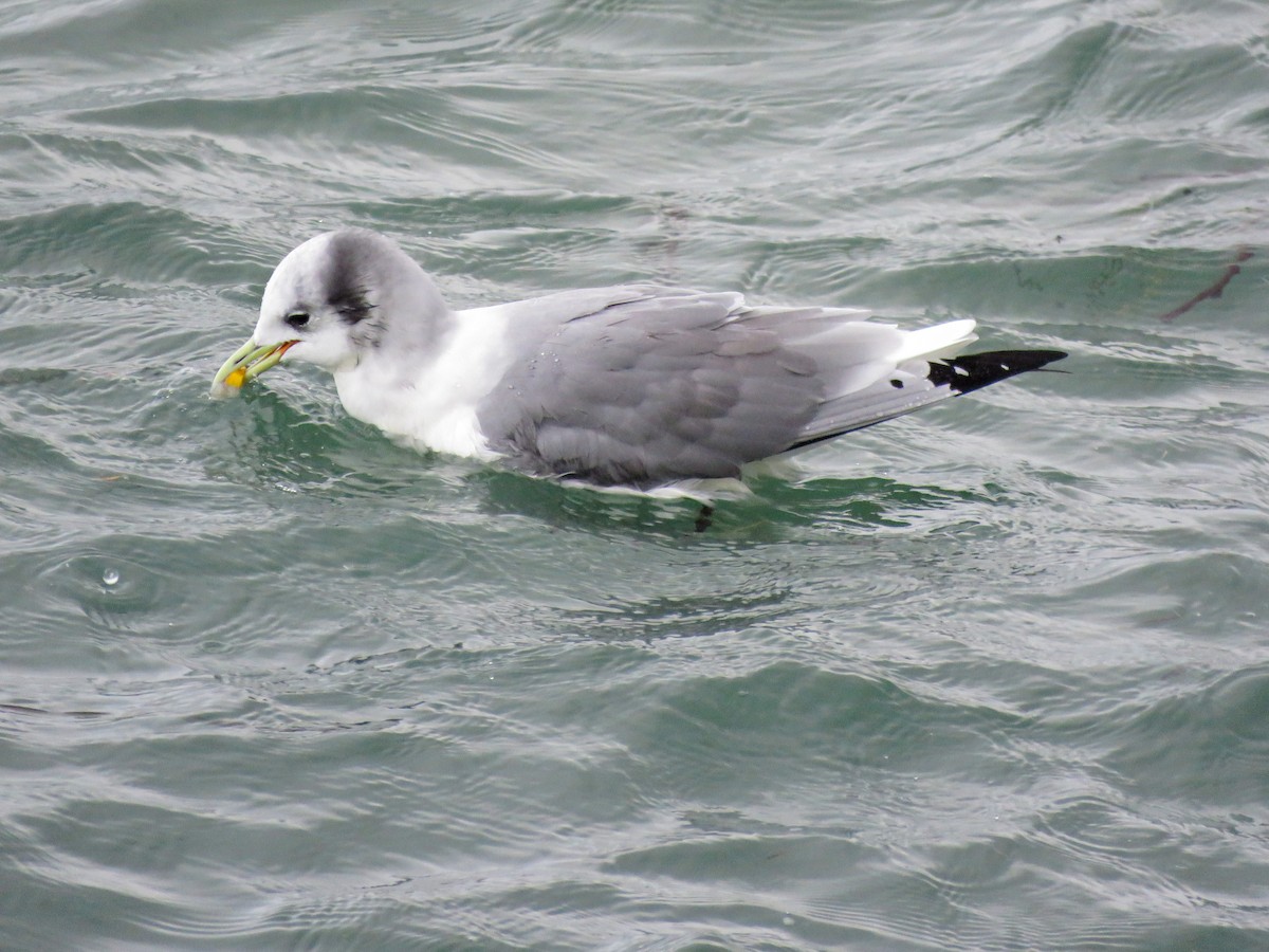 Black-legged Kittiwake - ML615639902