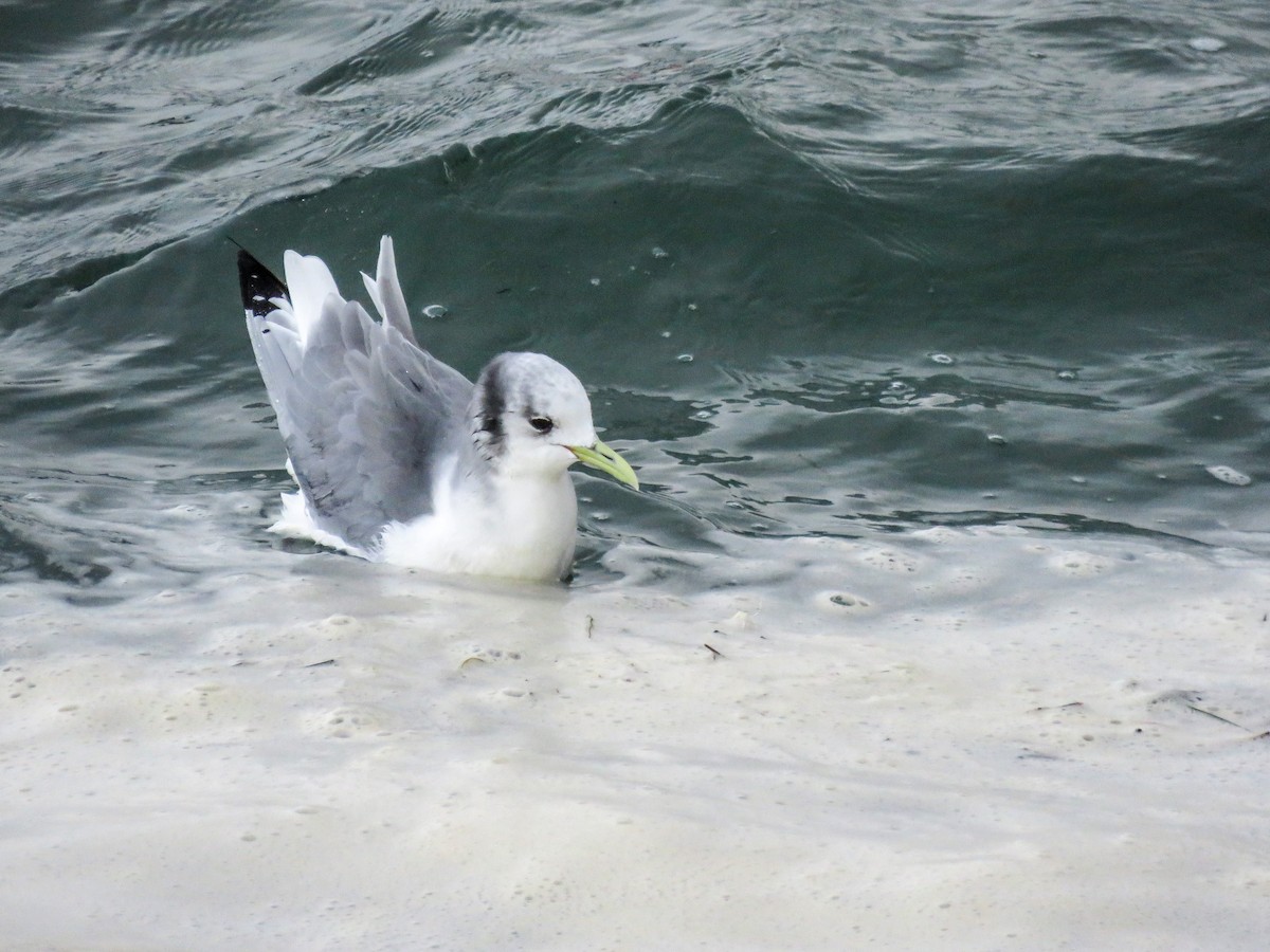 Black-legged Kittiwake - ML615639903