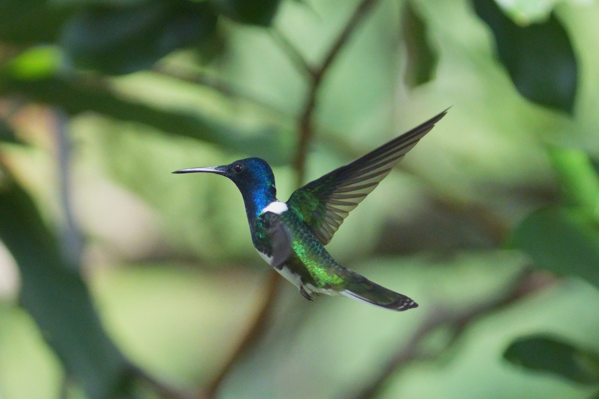 White-necked Jacobin - Ryszard Chudzik