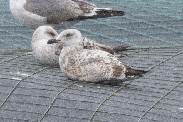 Goéland argenté (argentatus/argenteus) - ML615639952