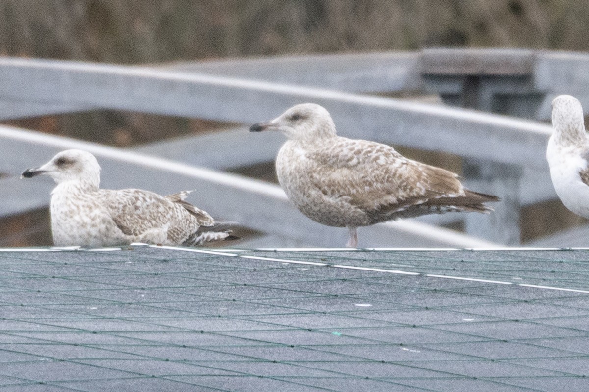 Goéland argenté (argentatus/argenteus) - ML615639953