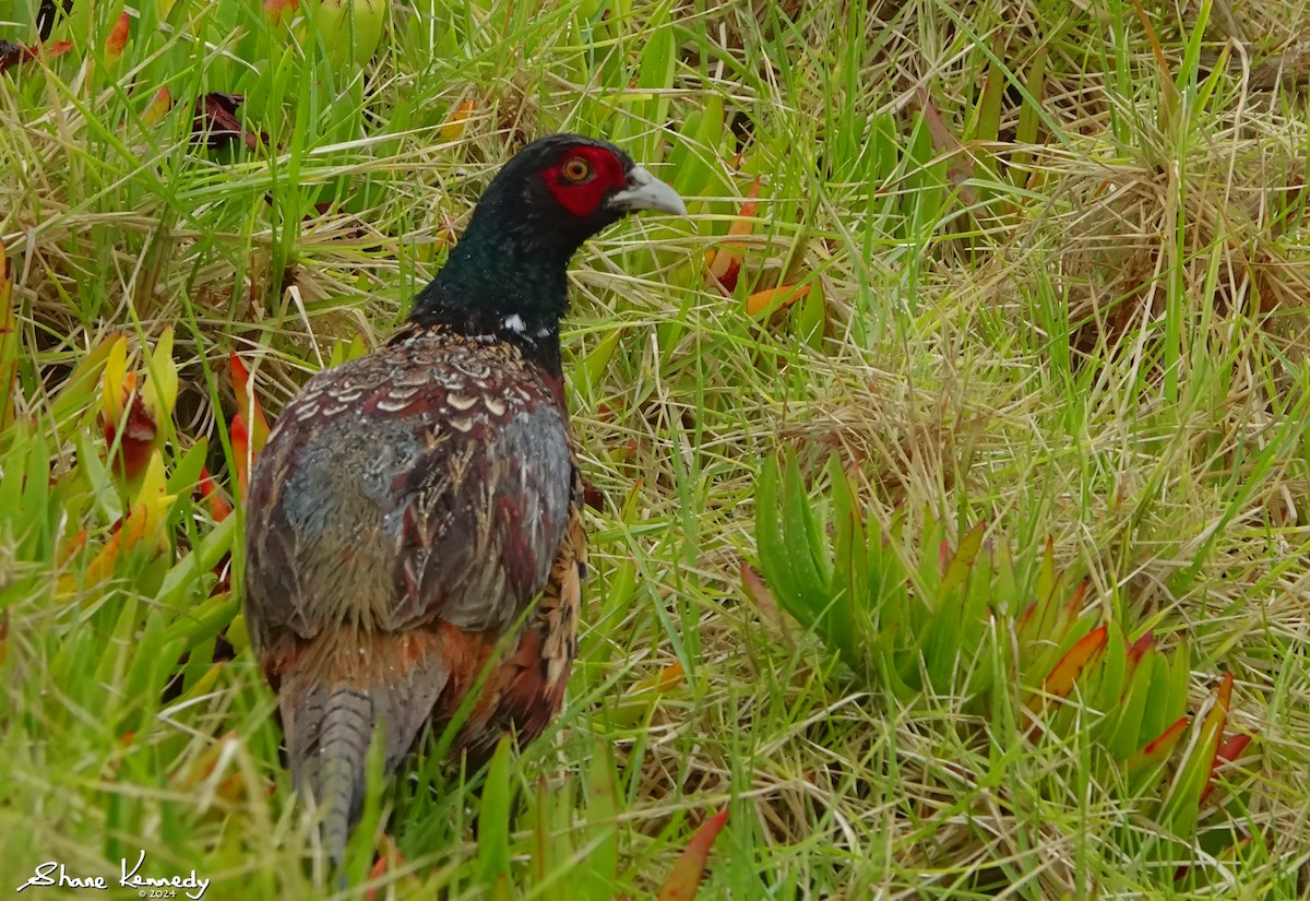 Ring-necked Pheasant - ML615640003