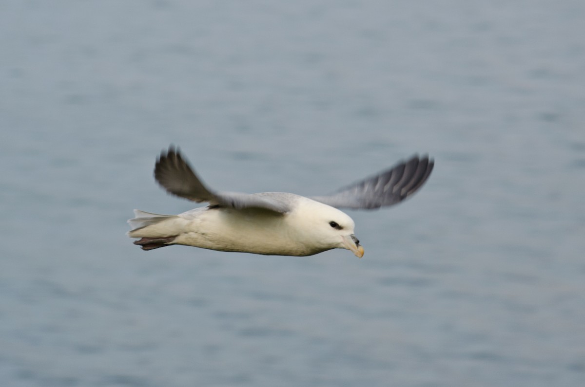 Northern Fulmar - ML615640008