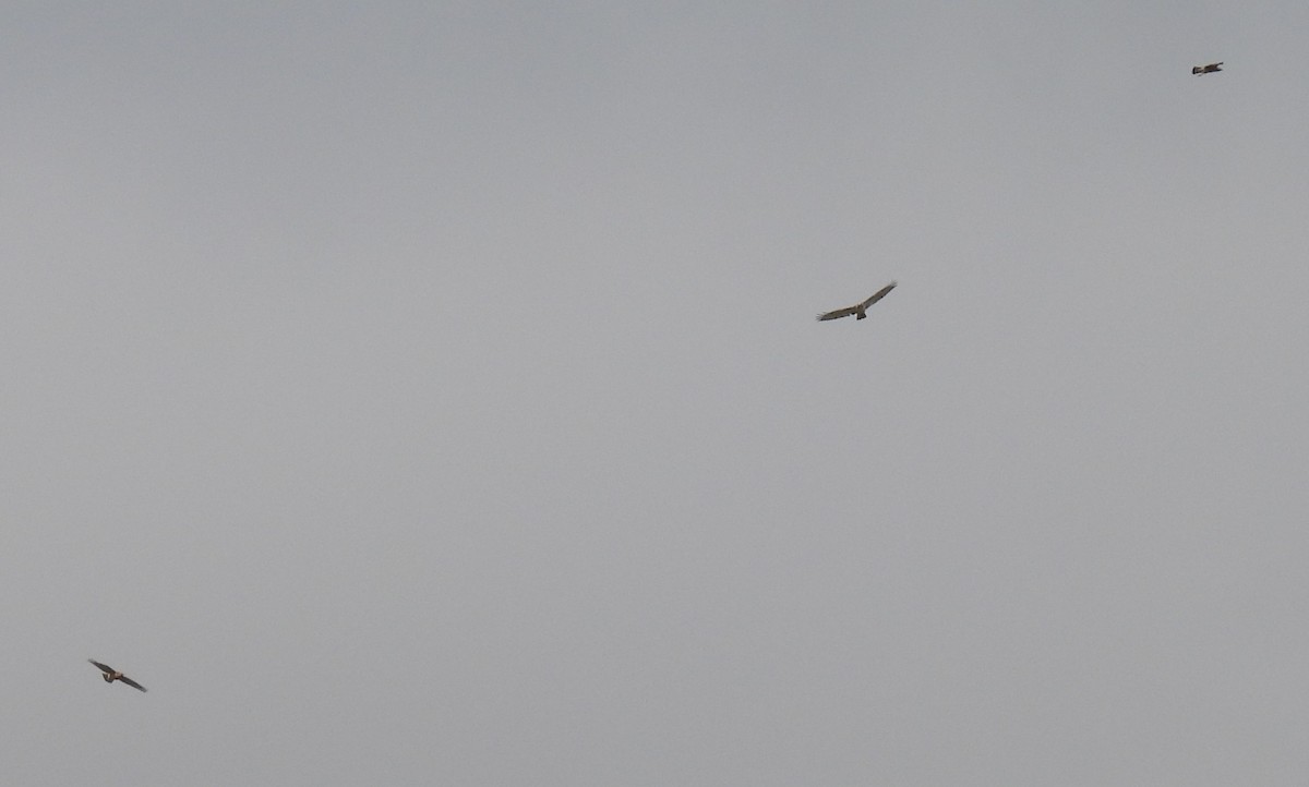 Red-tailed Hawk - ML615640009