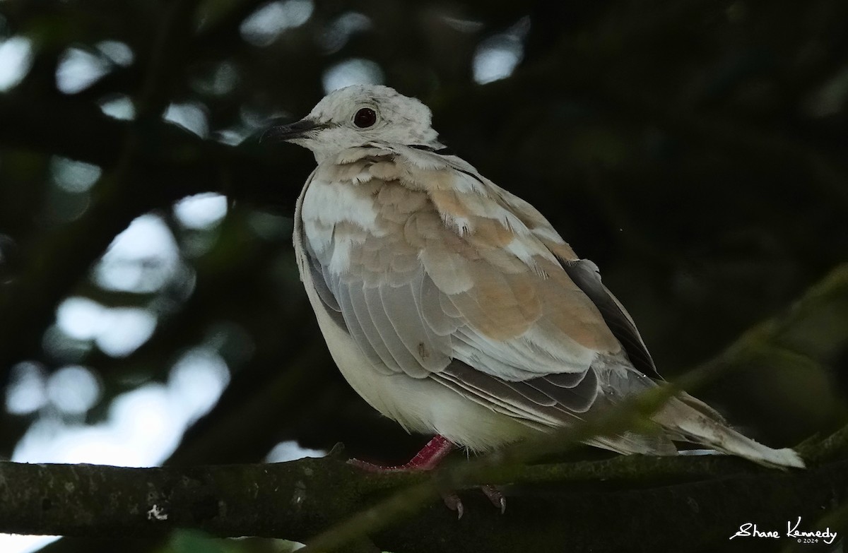 African Collared-Dove - ML615640013