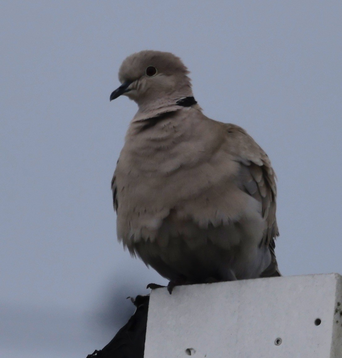 Eurasian Collared-Dove - ML615640015