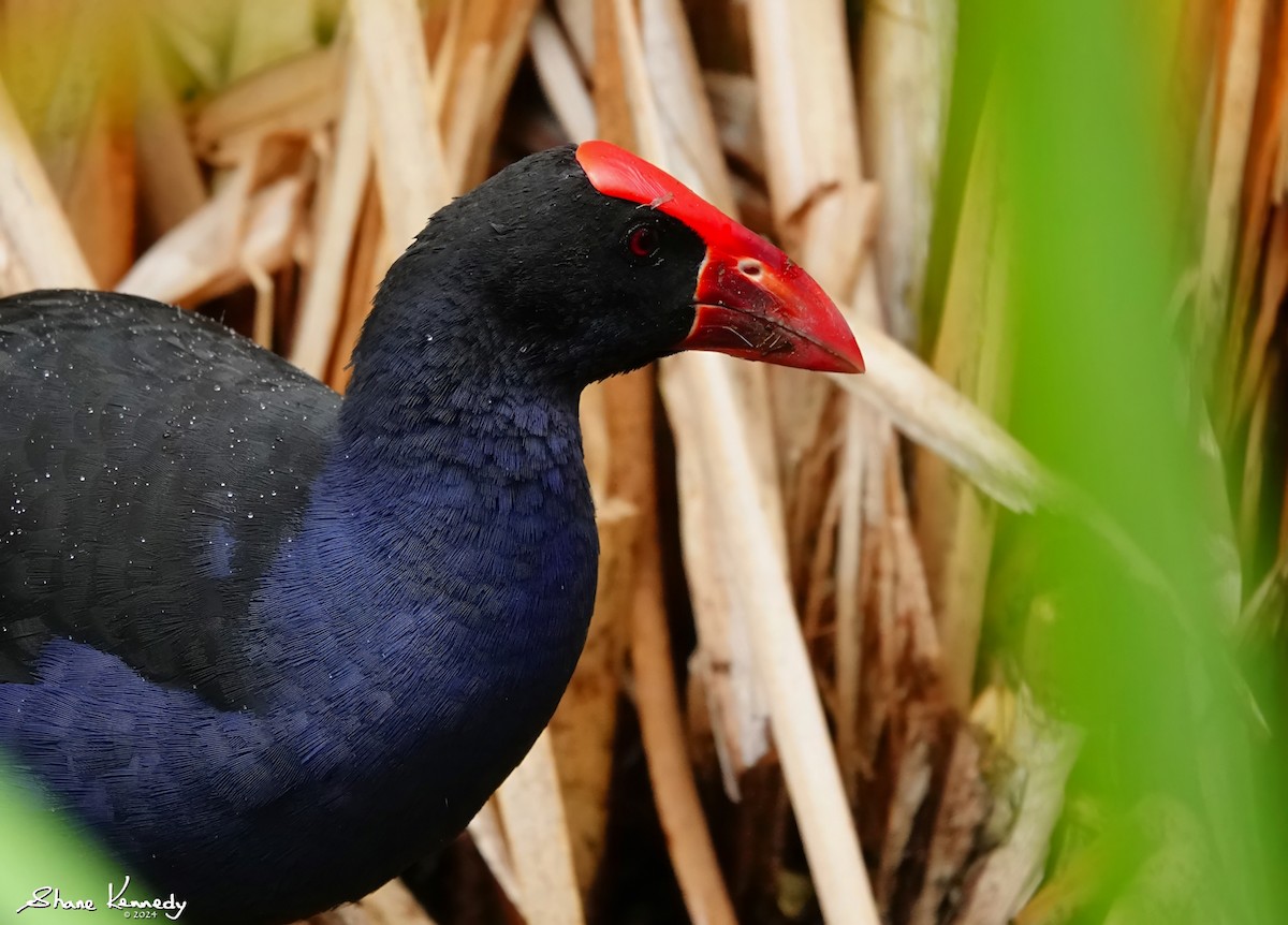 Australasian Swamphen - ML615640027