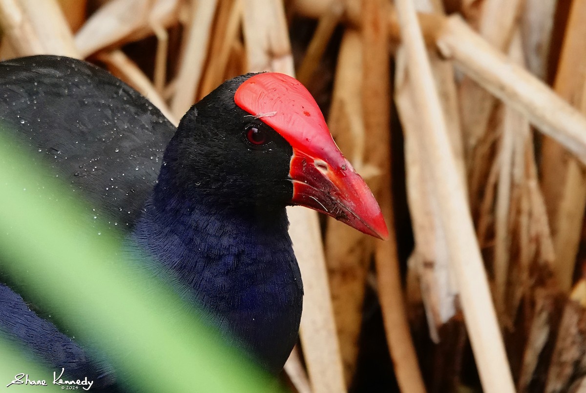 Australasian Swamphen - ML615640028