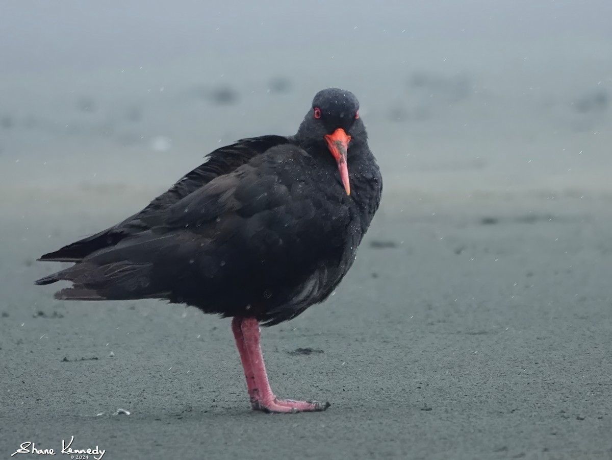 Variable Oystercatcher - ML615640038