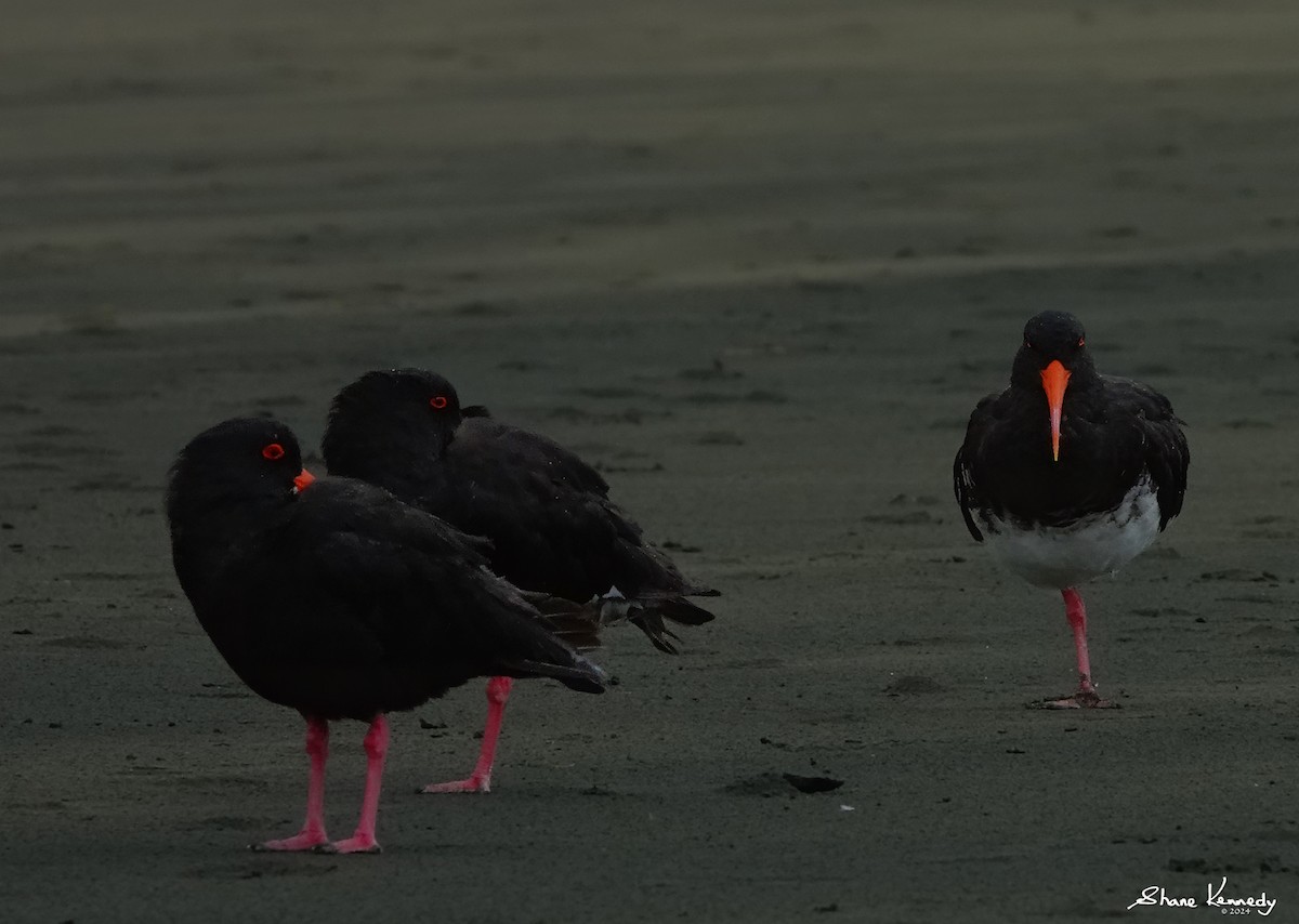 Variable Oystercatcher - ML615640039