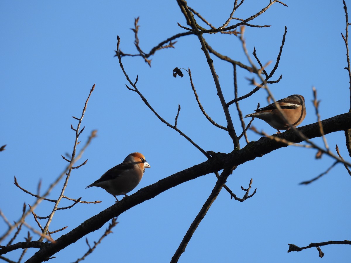 Hawfinch - ML615640053