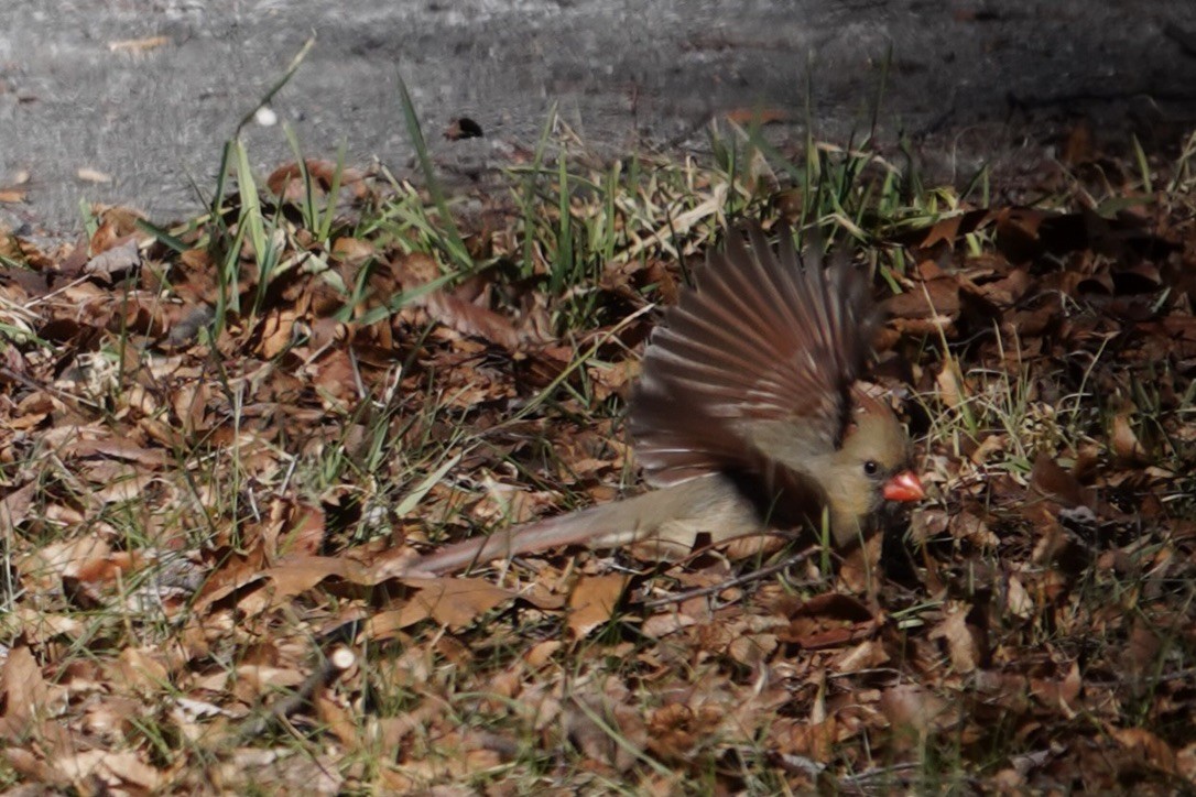 Northern Cardinal - ML615640059