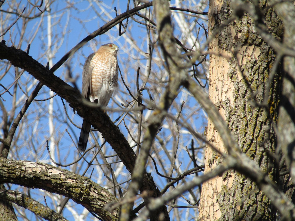 Cooper's Hawk - ML615640071