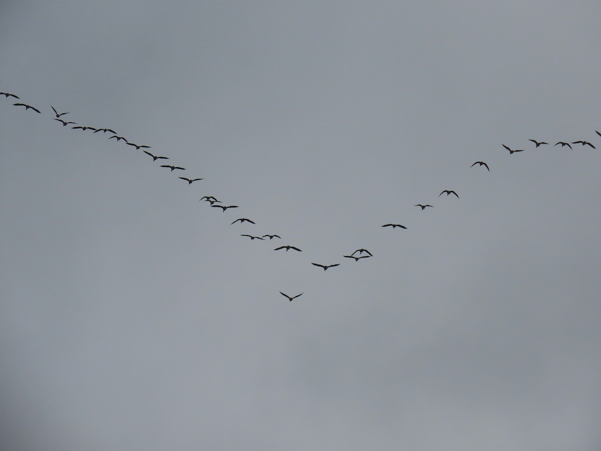 Canada Goose - ML615640111