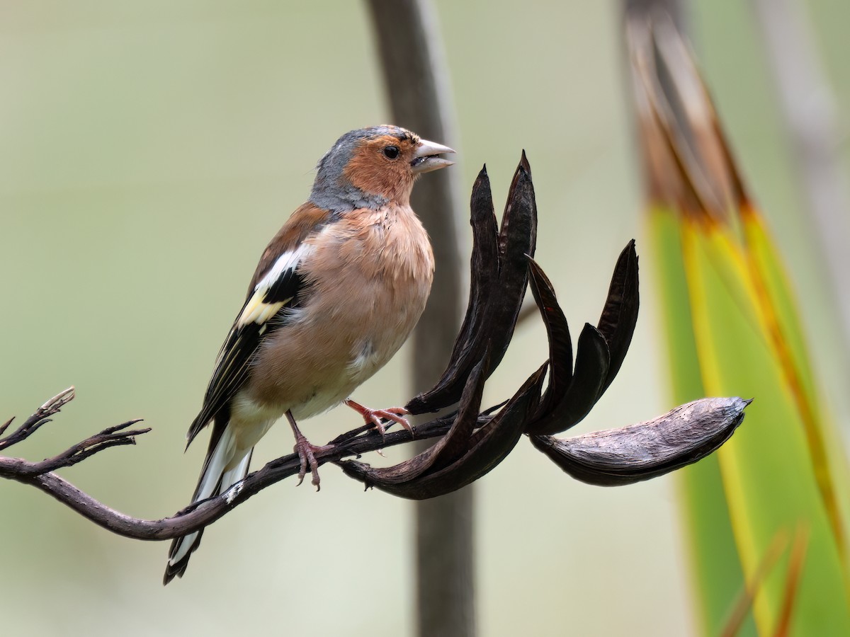 Common Chaffinch - ML615640163