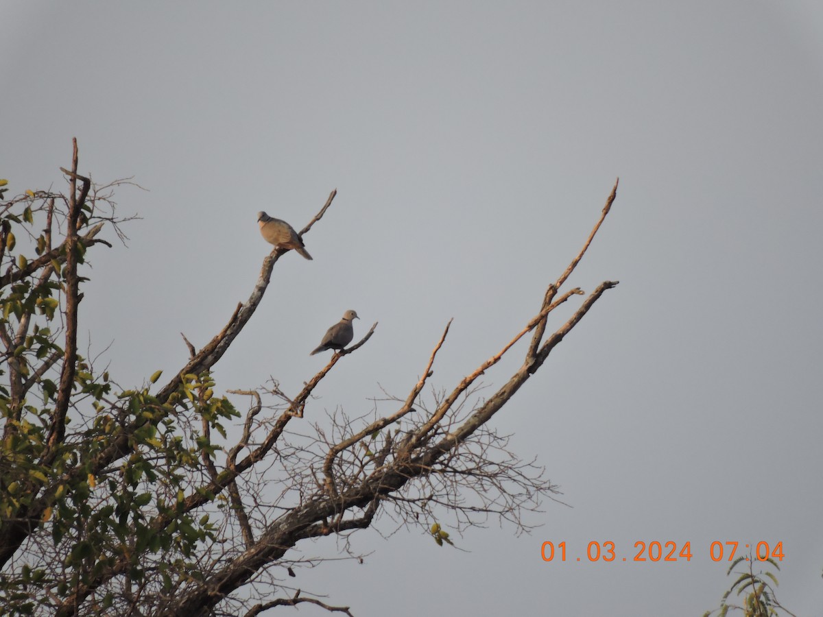 Eurasian Collared-Dove - ML615640168