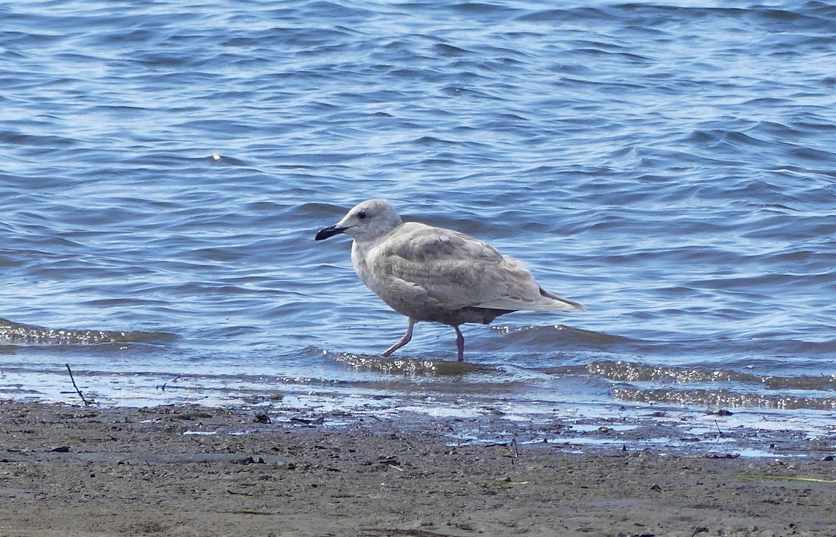 Glaucous-winged Gull - Marcie Mason