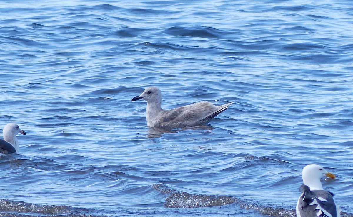 Glaucous-winged Gull - Marcie Mason