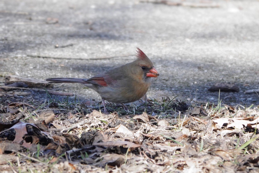 Northern Cardinal - ML615640211