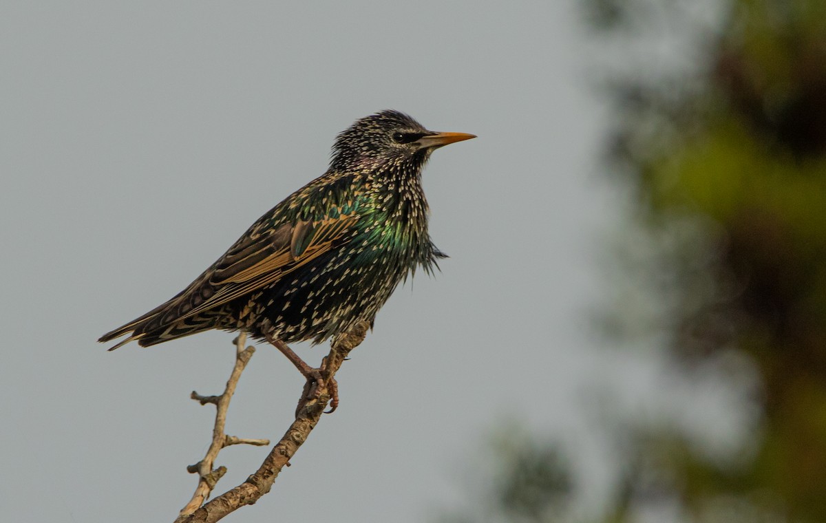 European Starling - ML615640279